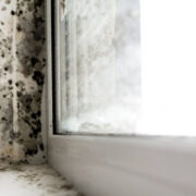 Mold Insurance Claims