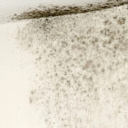 Mold Insurance Claims